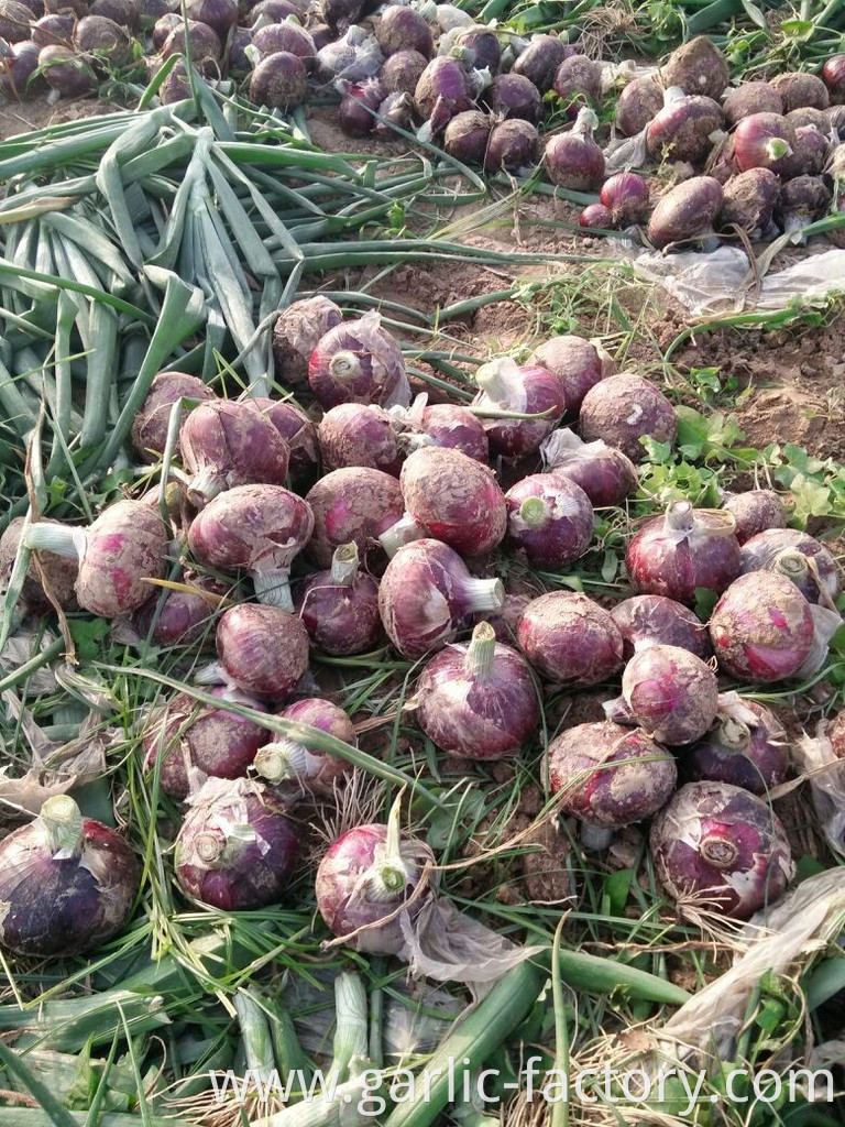 Quality fresh onion vegetables new crop for wholesale